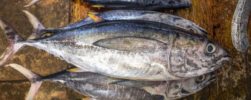 3类帮助促排卵的食物 备孕期女性可适当多吃