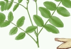 最有效的传统中药美肤大揭秘