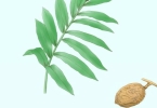 什么是砂仁 砂仁的功效与作用