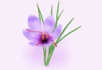 什么是藏红花 藏红花的功效