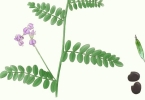 沙苑子的功效与作用 沙苑子泡水喝的正确方法