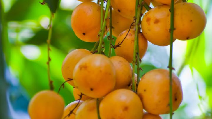 秋季艾灸养生作用及禁忌事项须知盘点