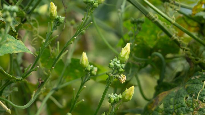 立冬养生吃什么好？立冬养生进补有方法