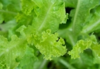 早春三月养生方法有哪些？推荐晚睡早起食甜养肝