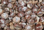夏季养生菜大全 夏季养生吃什么好？