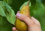 秋季养生药膳有哪些？秋季养生吃什么药效果好？