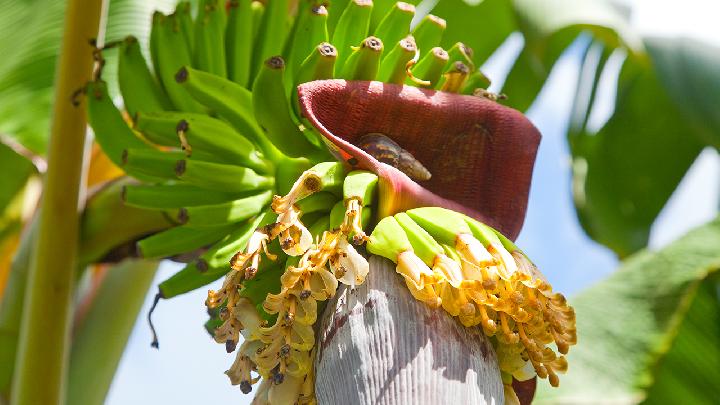 生菜怎么做好吃又简单?生菜的养生吃法推荐