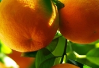 夏季养生要注意哪些事项？夏季养生注意事项