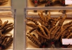 冬天吃虫草有好处吗 冬天吃虫草禁忌有什么
