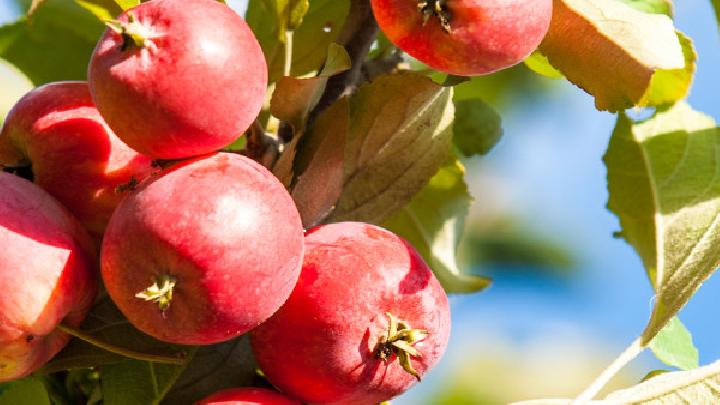 备孕期间不能吃什么?备孕期间饮食需要注意什么?