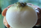最益乳房健康的食物大盘点