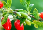 吃什么可以保护眼睛 缓解眼睛疲劳的8种食疗方法