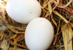 口臭怎么办，五种食物帮你清除口中细菌