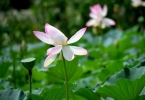 为什么总是犯春困？摆脱春困喝3款花草茶
