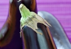 香菜根的功效是什么？香菜根怎么吃更有营养？