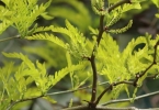 春困应该怎么办？试试4款调理茶饮