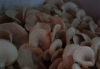 吃荠菜可以去火吗 荠菜是发物吗?