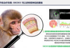 内部重磅！2名诺奖得主称赞SunRegen新药治疗视网膜色素变性