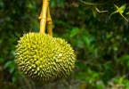 榴莲西米露——改善食欲美容润肤