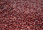 豆类软烂秘诀：煮红豆绿豆前别忘了这一步，10分钟快速开花，超实用！