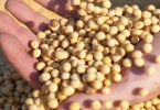 大豆油的功效与作用