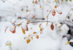 雪梨水怎么煮止咳化痰