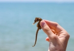 如何调理舌苔脱落