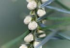 什么是阴沟肠杆菌