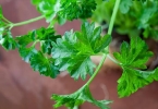 面条菜是一种什么菜
