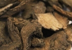 肉苁蓉片有什么效果？