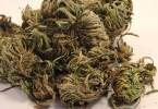 卷柏草主要治什么病