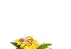 菊花的4大功效与作用，提醒：菊花也是有禁忌的，3类人群要慎用