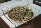艾草的功效和作用 传统植物的养生奥秘