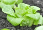莴苣菜和生菜的区别
