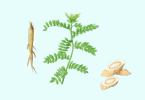 黄芪不适合什么体质（男性阴虚火旺者要慎用）