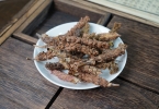 夏枯草对肾结石有用吗？深入解析其功效
