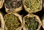 苦地丁是紫花地丁吗（药材真伪辨别技巧）