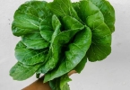 油菜可以放冰箱冷藏吗