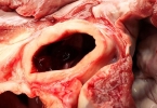 猪肉怎么去腥味最简单