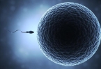 吃鸡蛋可以补充精子吗