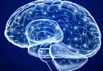 人脑中控制人的平衡力是什么？