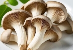 蘑菇煮熟能冷冻保存吗