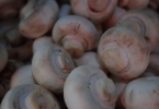 怎么识别野生蘑菇