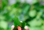 桑葚酒能降血脂吗（降脂作用）