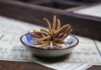 冬虫夏草可以泡酒喝吗（可行性及功效分析）
