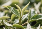 中老年适合喝什么茶