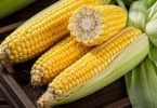 玉米煮多久会熟透玉米怎么煮更好吃