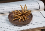 冬虫夏草可以和党参一起泡酒吗（配伍可行性）