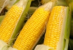 前一天的玉米煮熟了第二天能不能吃