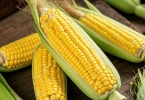 粘玉米煮多少分钟就可以吃了